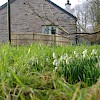 Snowdrops in garden