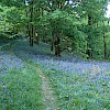 Bluebell woodland, 1 mile from Syke Barn