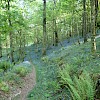 Bluebell woodland, 1 mile from Syke Barn